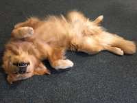 Zeph, the dog rolls around on the carpet